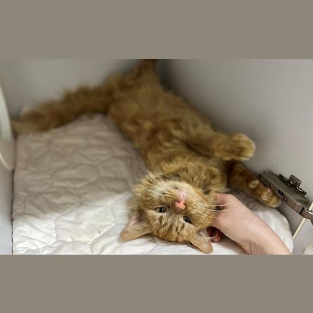 Photo of Nutmeg