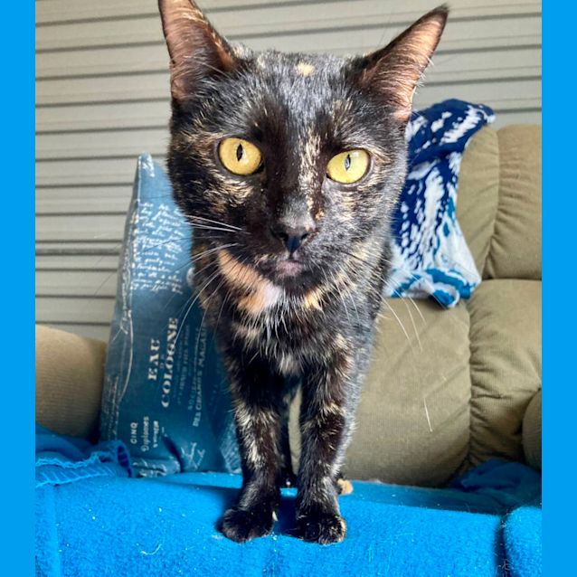 Photo of Stella