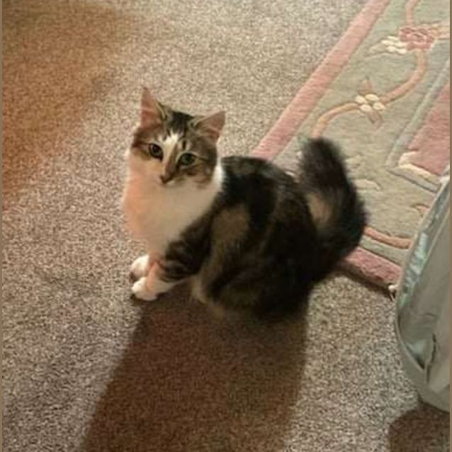Photo of Florence **2nd Chance Cat Rescue**