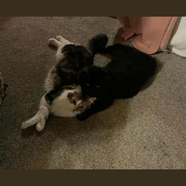 Photo of Florence **2nd Chance Cat Rescue**