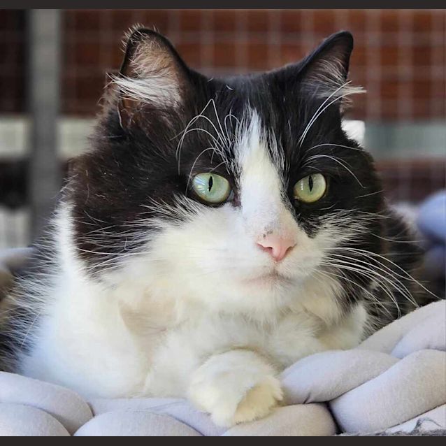 Photo of Sylvester