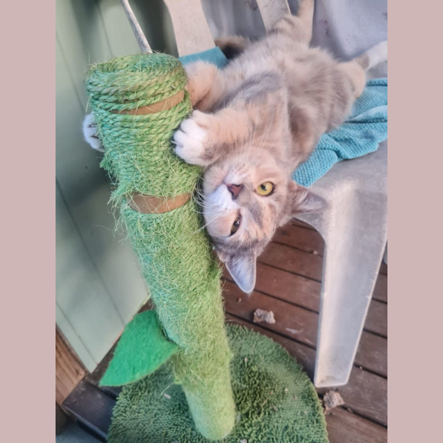 Photo of Nala