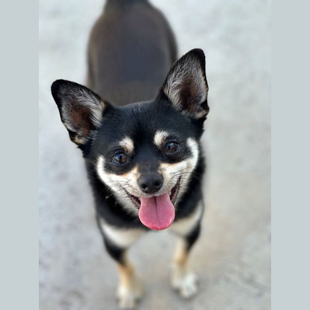 Photo of Teki