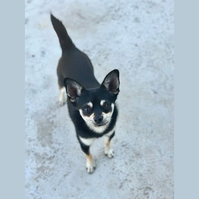Photo of Teki