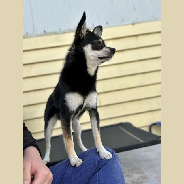 Photo of Teki