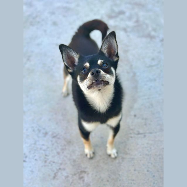 Photo of Teki