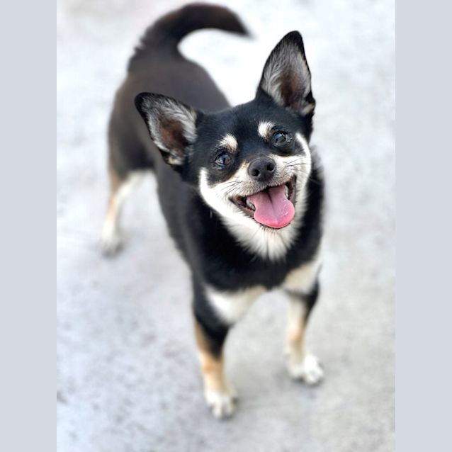 Photo of Teki
