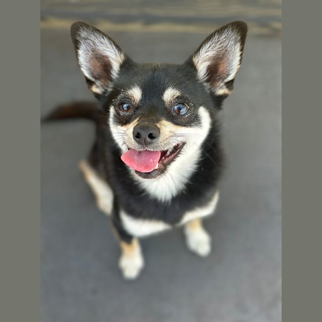 Photo of Teki