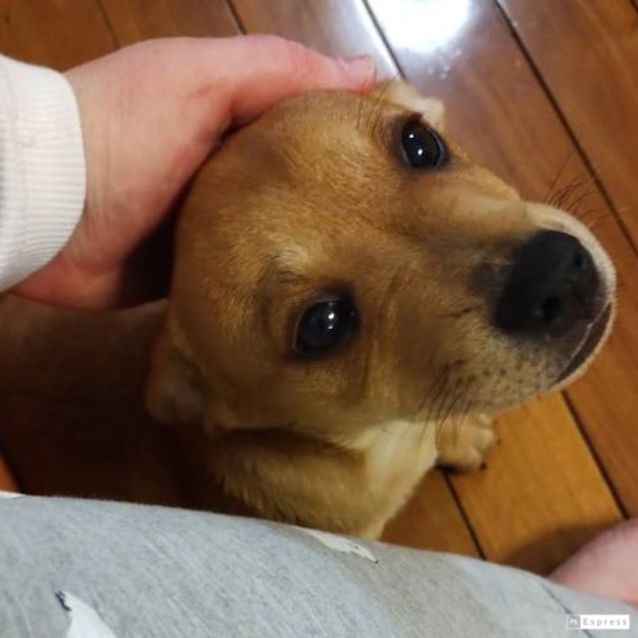 Photo of Carlos (Chi Mix Puppy)