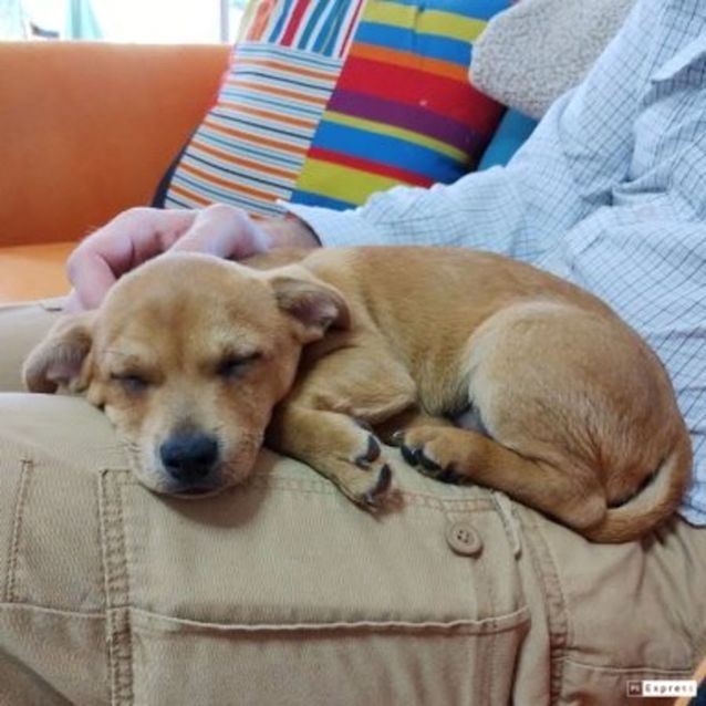 Photo of Carlos (Chi Mix Puppy)