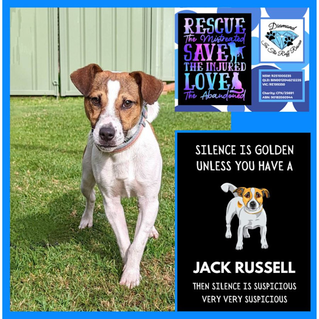 Photo of Ross ~ Pocket Rocket