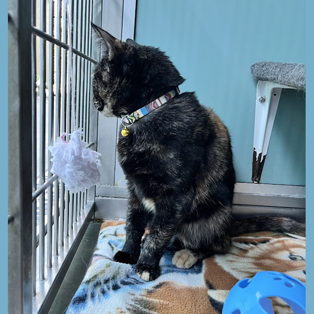 Photo of Missy (Maude)
