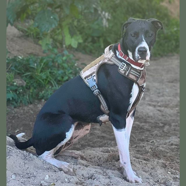 Photo of Sox