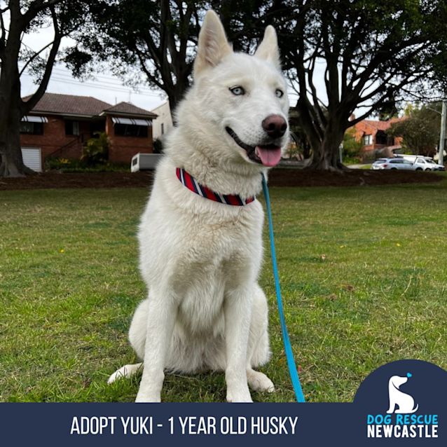 Photo of Yuki   1 Year Old Siberian Husky ( On Trial)