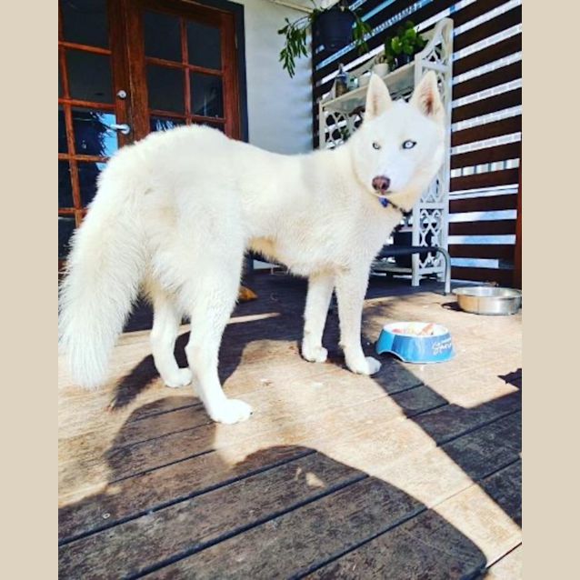 Photo of Yuki   1 Year Old Siberian Husky ( On Trial)