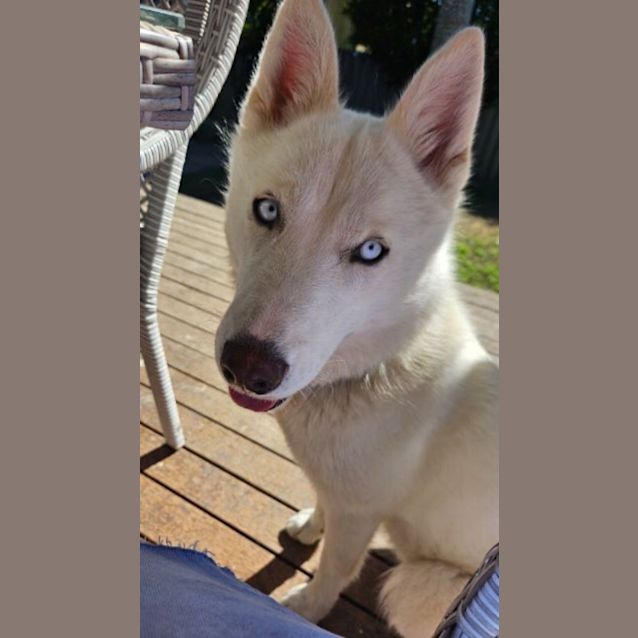 Photo of Yuki   1 Year Old Siberian Husky ( On Trial)