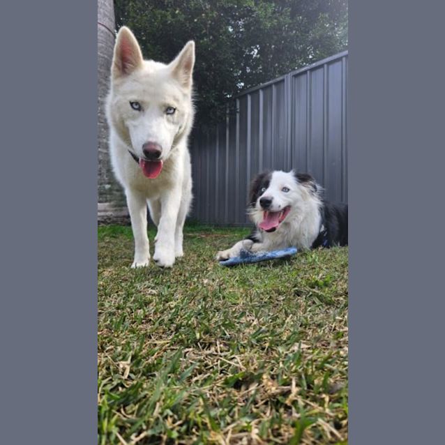 Photo of Yuki   1 Year Old Siberian Husky ( On Trial)