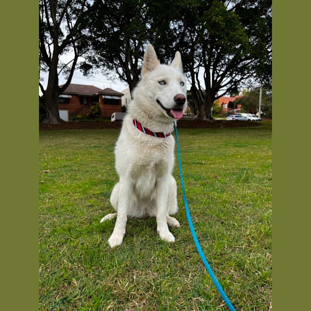 Photo of Yuki   1 Year Old Siberian Husky ( On Trial)