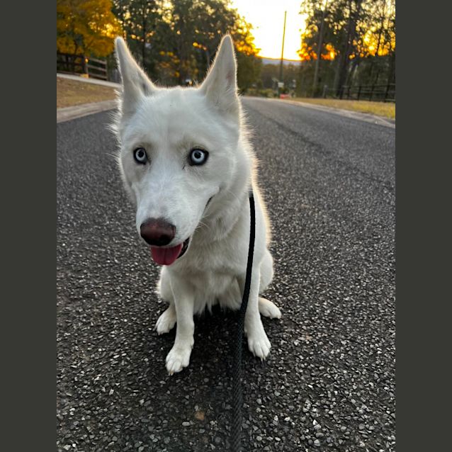 Photo of Yuki   1 Year Old Siberian Husky ( On Trial)