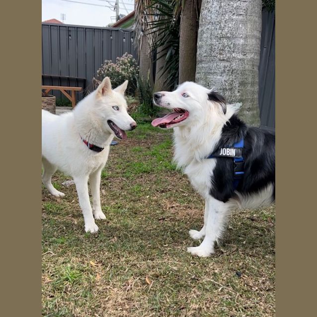 Photo of Yuki   1 Year Old Siberian Husky ( On Trial)