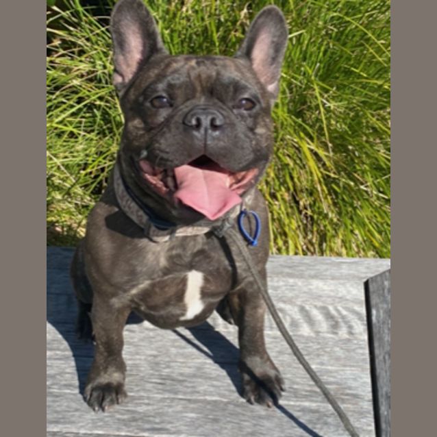Photo of Nacho   5 Year Old French Bulldog