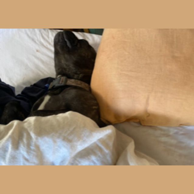 Photo of Nacho   5 Year Old French Bulldog