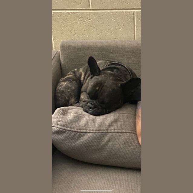 Photo of Nacho   5 Year Old French Bulldog