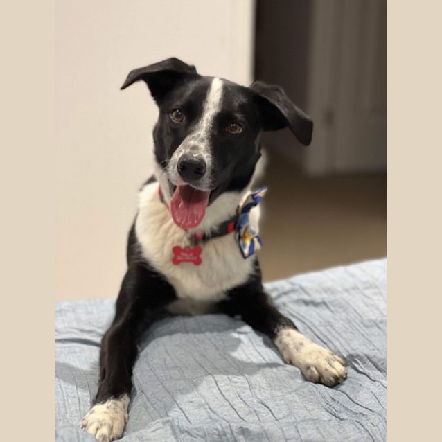 Photo of Bella