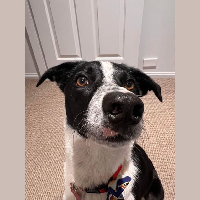 Photo of Bella