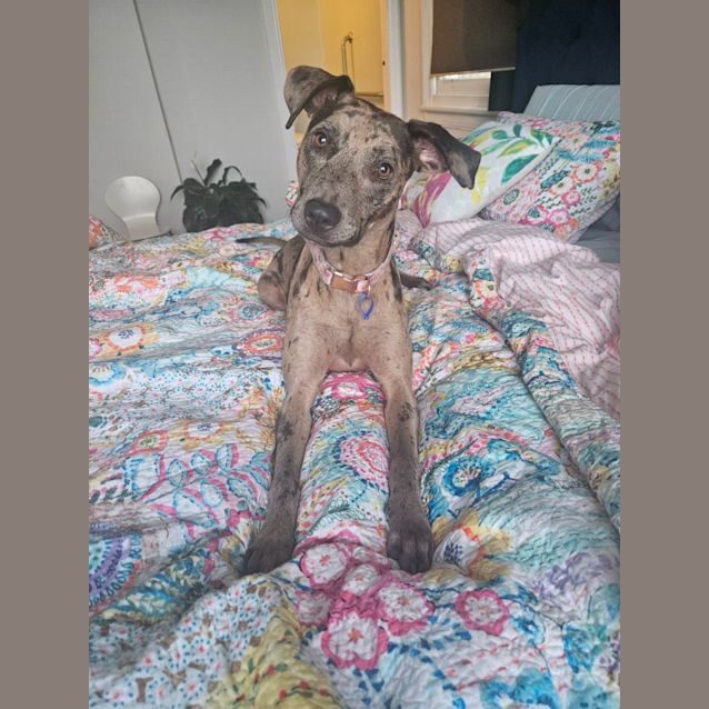 Photo of Charlie   1.5 Year Old Catahoula X (Trial)