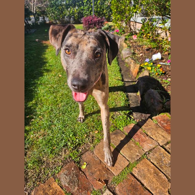Photo of Charlie   1.5 Year Old Catahoula X (Trial)