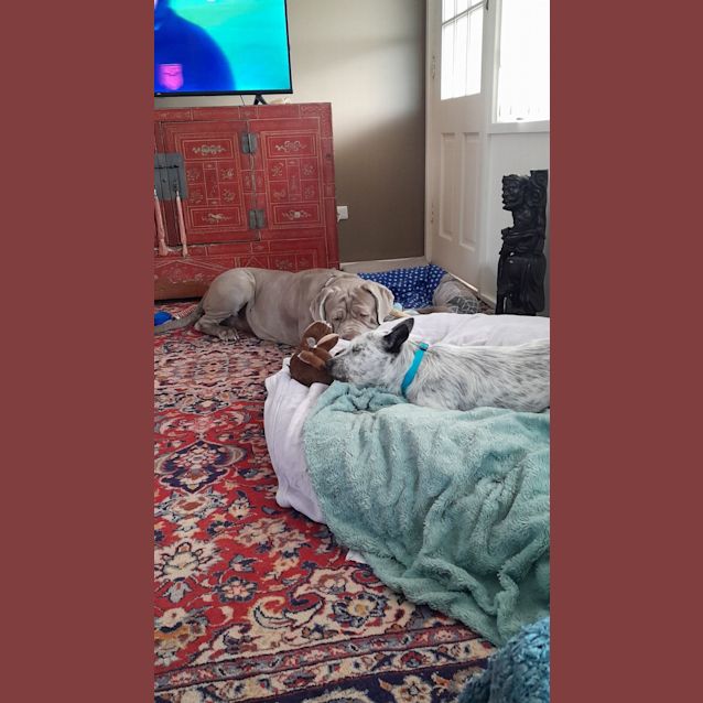 Photo of Roxy   2 Year Old Cattle Dog X Terrier (Trial 1/10