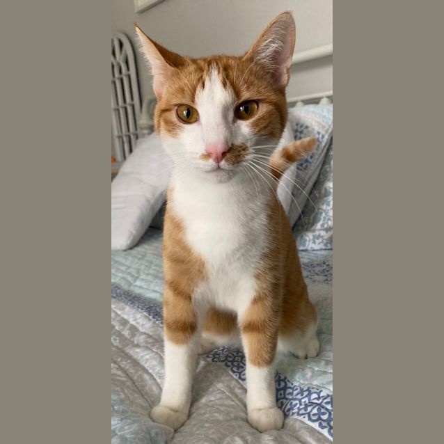 Photo of Pumpkin