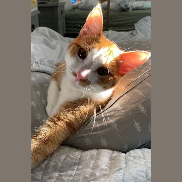 Photo of Pumpkin