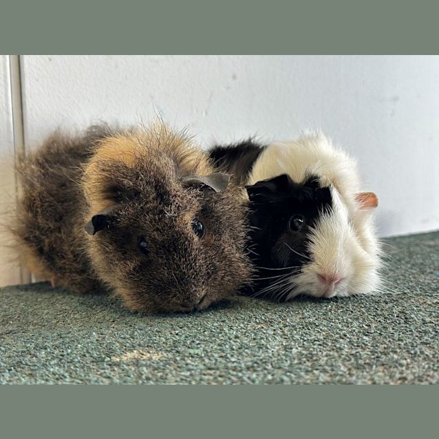Photo of Nori & Udon