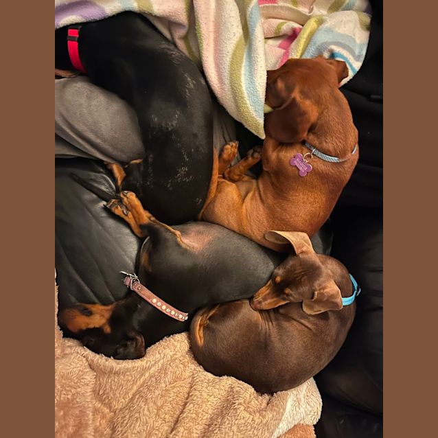 Photo of Oscar & Luna 4yo & 2yo Mini Dachshunds (Trial)