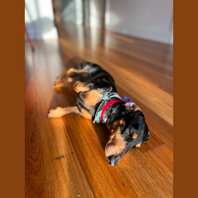 Photo of Oscar & Luna 4yo & 2yo Mini Dachshunds (Trial)