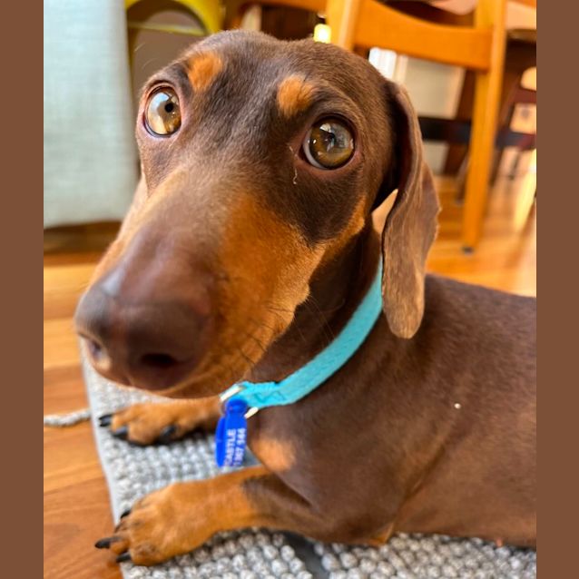 Photo of Oscar & Luna 4yo & 2yo Mini Dachshunds (Trial)