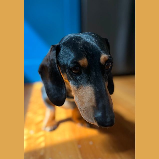 Photo of Oscar & Luna 4yo & 2yo Mini Dachshunds (Trial)