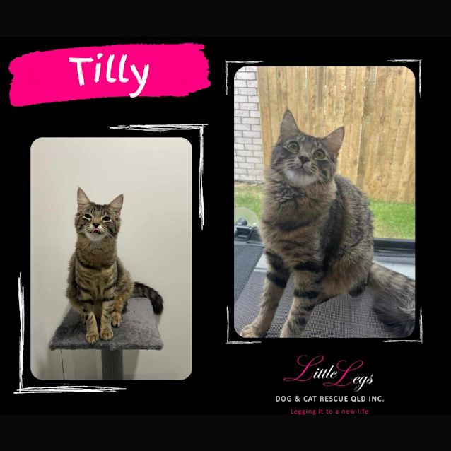 Photo of Tilly