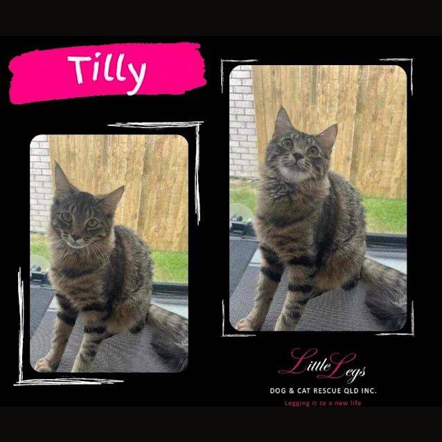 Photo of Tilly