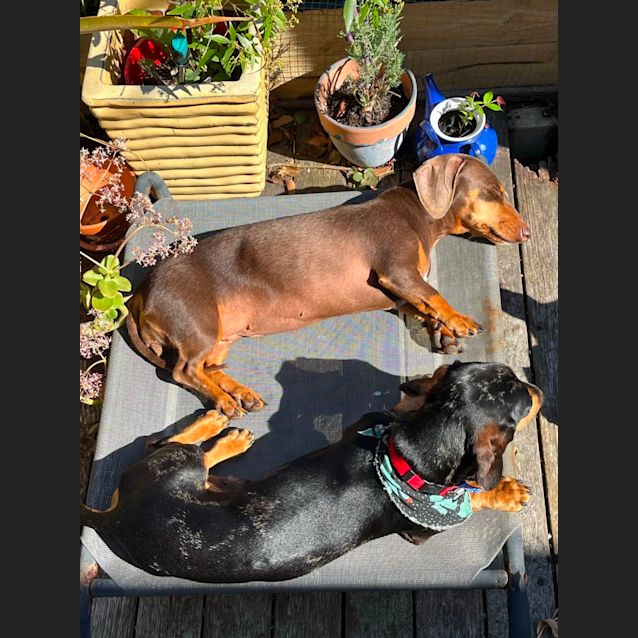 Photo of Oscar & Luna ~ Pair Mini Dachshunds (Trial 7/10/23