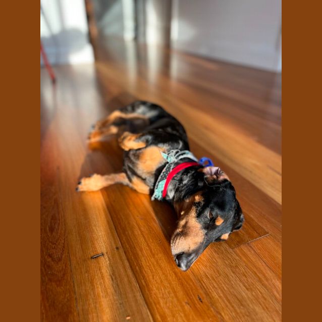 Photo of Oscar & Luna ~ Pair Mini Dachshunds (Trial 7/10/23