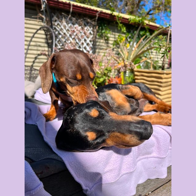 Photo of Oscar & Luna ~ Pair Mini Dachshunds (Trial 7/10/23