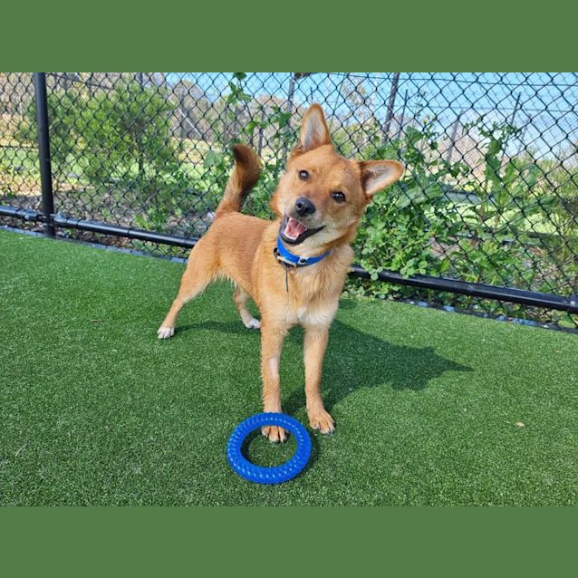 Photo of Shivers Imp 1376