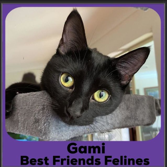 Photo of Gami 