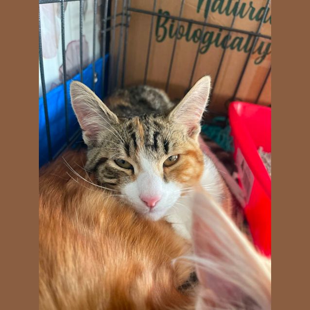 Photo of Lara & Croft 