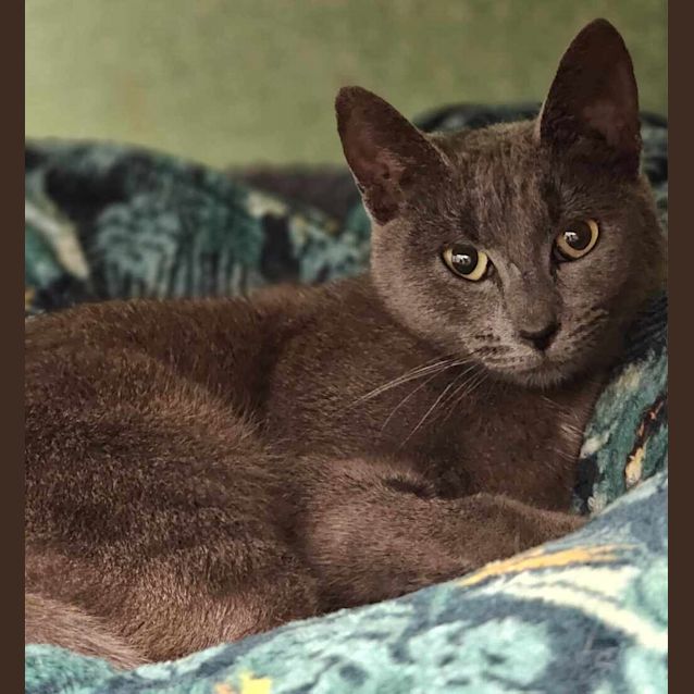 Photo of Cocoa Chanel