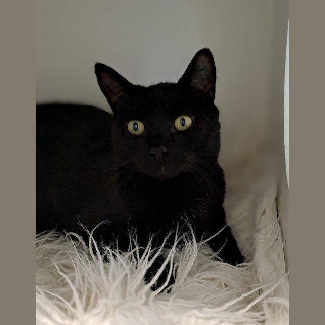 Photo of Panther