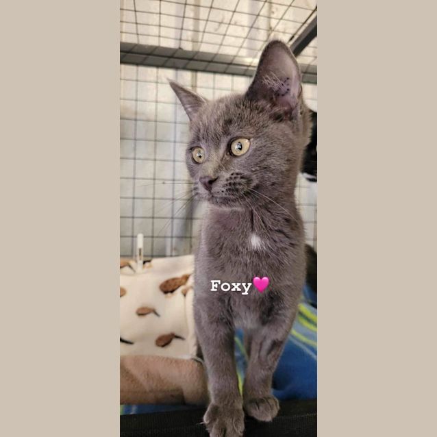 Photo of Foxy